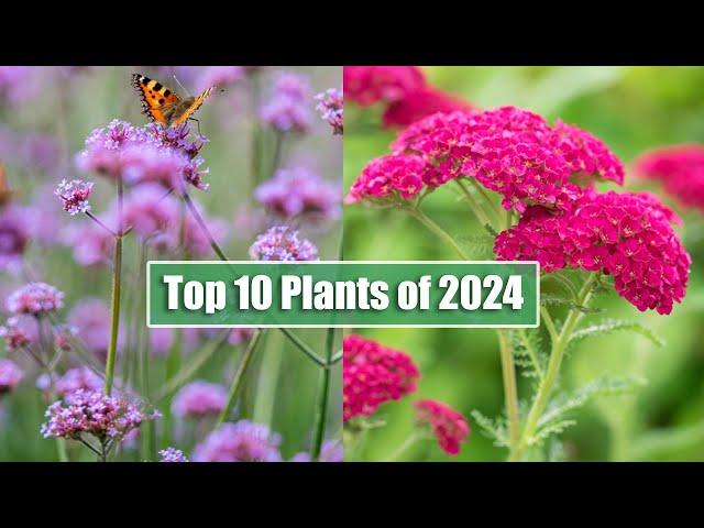 Top 10 Best Selling Garden Perennials Of The Year | Rosy Hardy