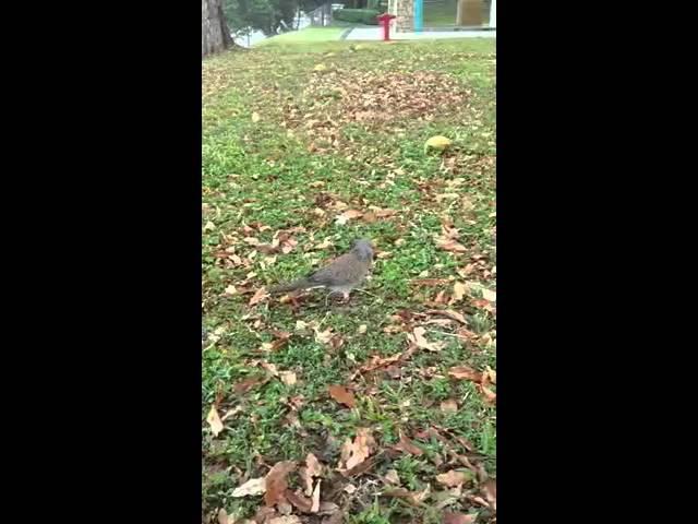 Spotted necked dove
