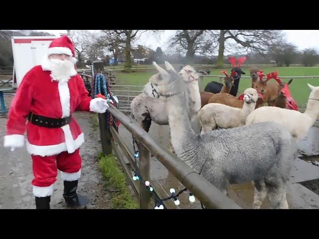 Lucky Tails Alpaca farm, santa has lost his reindeers