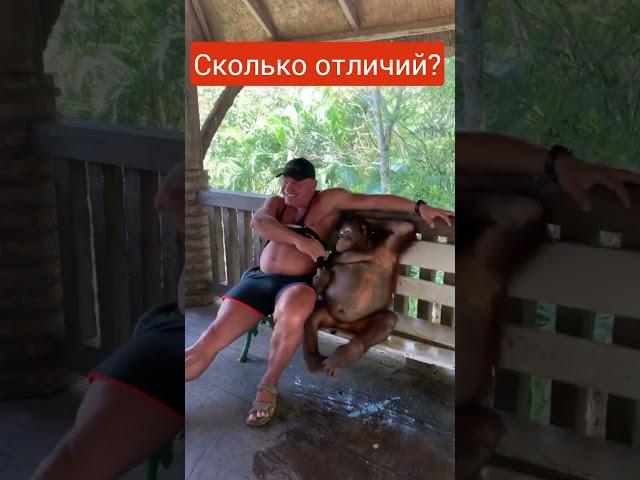 Wohuu wɔn ho wɔn ho) Onipa a ɔwɔ bonsu Они нашли друг друга) Человек с обезьяной