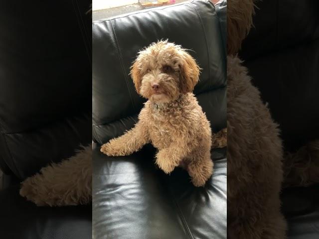 Daisy Sit #cavoodle #puppy ️