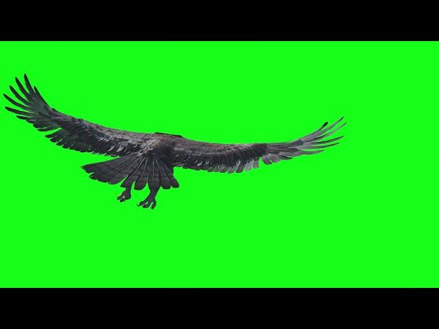 EAGLE flying / green screen VFX  /Royal music