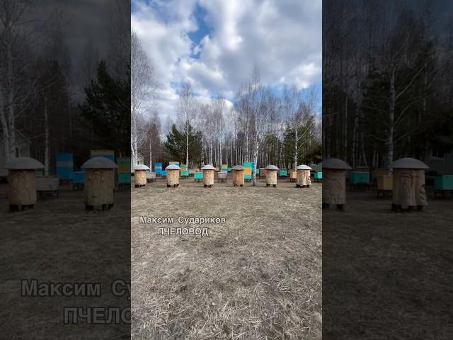 Пчелиный город: сокровище природы в красивом лесу!
