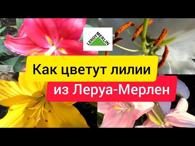 Лилии из Леруа | отзывы /результат | Как цветут лилии в саду | Пересорт 