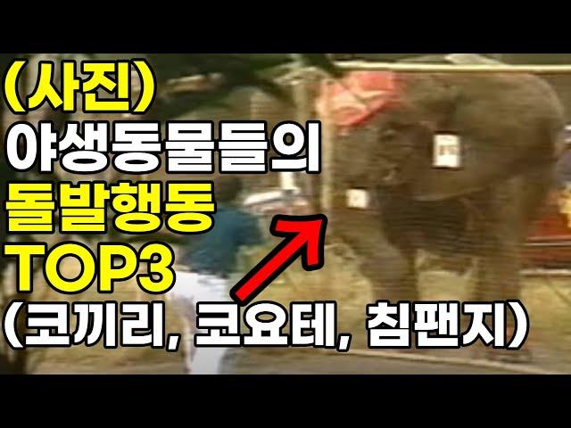 3,600kg코끼리에게 짓눌린 위기의순간 / 야생동물습격 TOP3