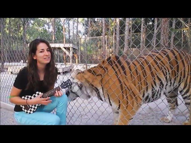 AMAZING Animals Reacting to Music