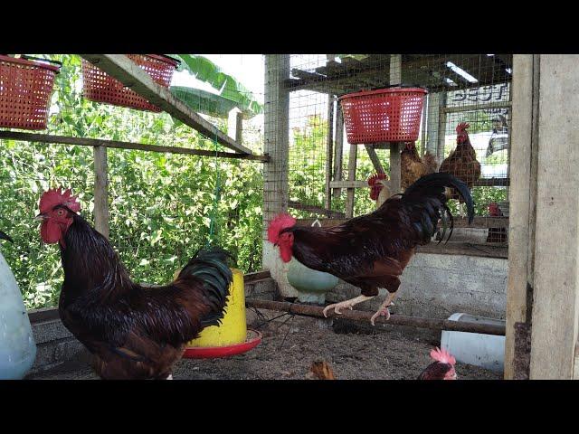 kebun abah is live tunjuk ayam RIR garang