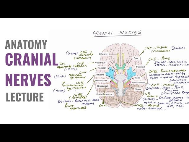 Cranial Nerves Made Simple