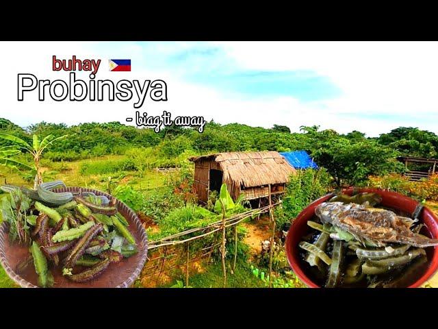 Life in the province | Harvesting different kinds of veggies | Biag ti Away by Balong