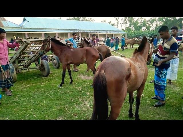 Bipul Agro BD | New big High Quality horses sell price in Tulshipur Gurar hat Bangladesh