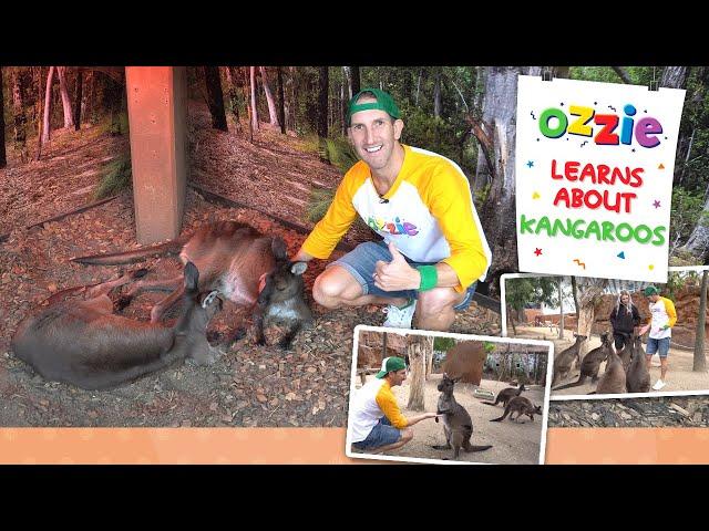 Learn About Kangaroos With Ozzie | Educational Video For Kids About Australia’s National Icon