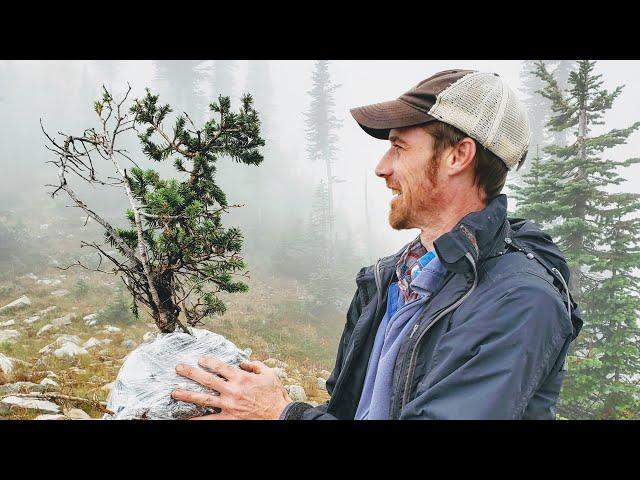 Yamadori Bonsai Collecting - Sub-Alpine Fir