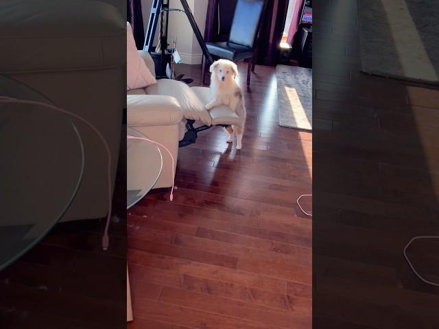 SORRY no couch stairs at grandma’s house #lol #puppy #standoff#aussie#cute#funny #pretty #margot