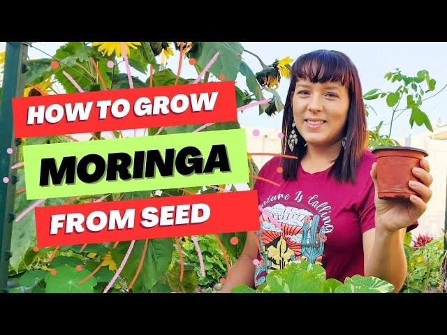 How To Quickly Germinate Moringa Seeds #moringa #gardening #superfood #homegrown #garden #plants