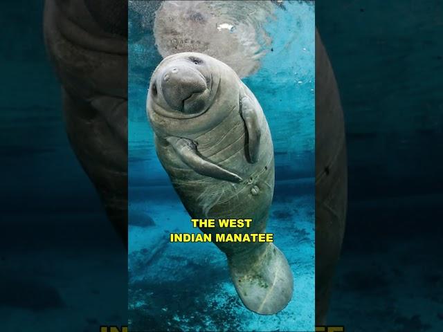 Manatee | The Cute & Friendly Sea Cow