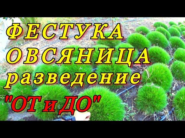 Разведение декоративного растения - ФЕСТУКА (Овсяница). Полный цикл - "ОТ и ДО..."