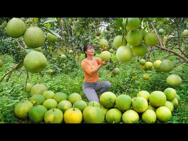 Harvesting Grapefruit Go to village market sell - Grapefruit garden || Free Bushcraft