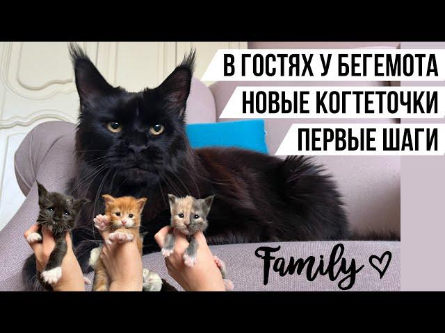 Бегемот чёрный мейнкун, папа котят! Новые когтеточки для кошек. Первые шаги котят мейн кунов. VLOG#2