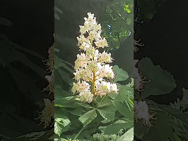 chestnut blossom in May 2024