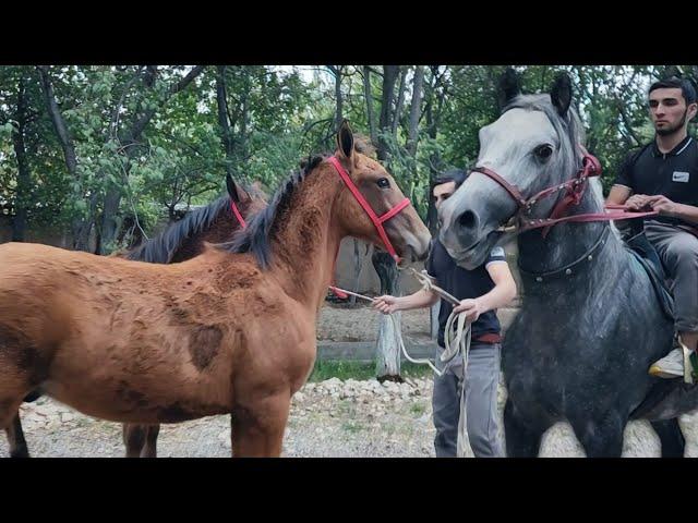 ОТ СОТИЛАДИ. SARDORDA QULUN TOYLAR..(Mus Tv)(OT)(Бай Тв)#Otlar #horse #otnarhlari