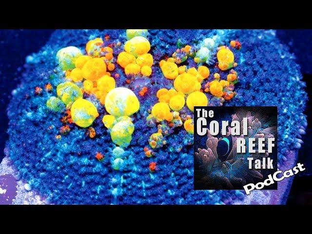 WWC BOUNCE MUSHROOM STARTED IT ALL! TheCoralReefTalk Podcast Episode 01