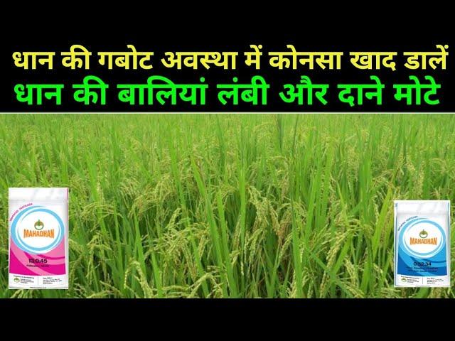 धान की गबोट अवस्था में कोनसा खाद डालें / धान की बालियां लंबी कैसे करें / Dhan Me Konsa khad dalen