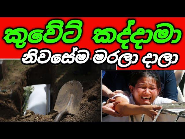 කුවේට් කද්දාමා ව නිවසේදීම ඇයි මැරුවේ? |Arabic with sha