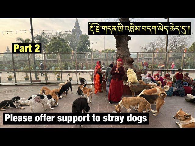 ANI GAYANG LHAMO || FEEDING THE VOICELESS - STRAY DOGS || BODH GAYA || TIBETAN VLOGGER