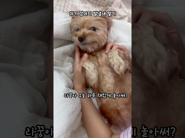 강아지 발냄새 맡기 #강아지 #말티푸 #shorts