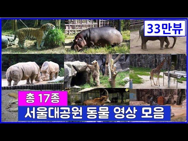 총 17종 동물을 한번에 보는 서울대공원 동물원 영상 모음 : 하마 흰코뿔소 불곰 코끼리 호랑이 표범 늑대 기린 큰뿔소 바바리양 세이블앤틸롭 사막여우 프레리독 미어캣 오소리