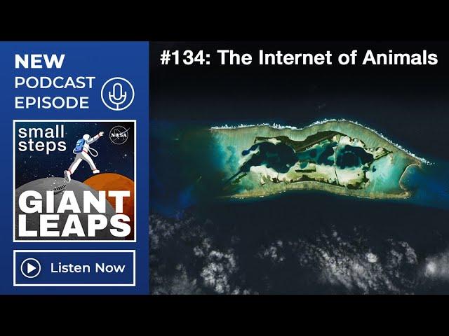 Podcast Episode 134: The Internet of Animals