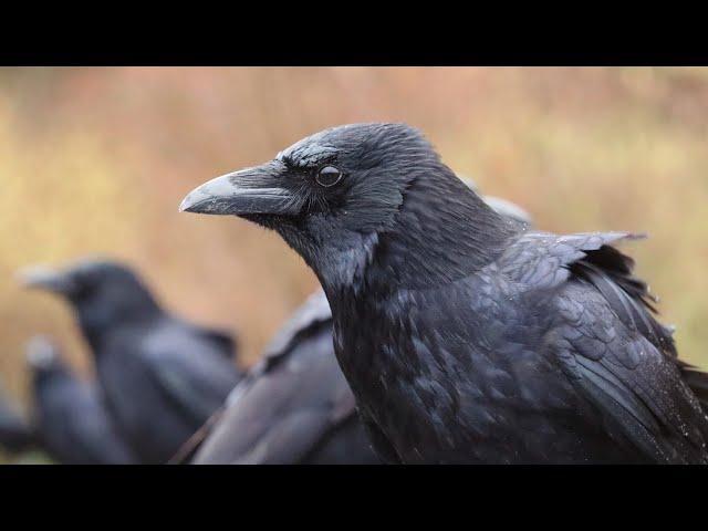 (2) Among Crows On A Rainy Day - More Close Up Crows & Soothing Rain