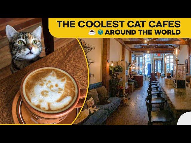 THE COOLEST CAT CAFES AROUND THE WORLD