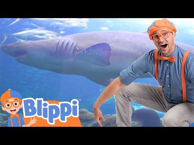 Fish Aquarium of The Pacific | Blippi | Life at Sea | Kids Ocean Learning | Toddler Show