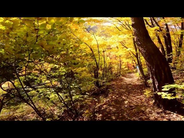 오~ 찬란하다 ! 떠나보자 붉게 물든 단풍속으로  / 천년의 숲길이란다 ! 여기저기 수줍은듯 그러나 화려하게  단풍이 시작됐다  / 오대산 선재길 월정사에서 상원사까지