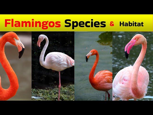 All species of flamingos and their habitat.