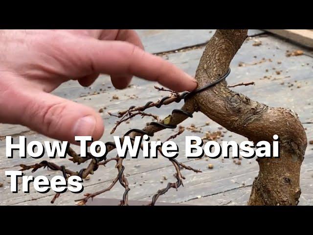 How To Wire Bonsai Trees