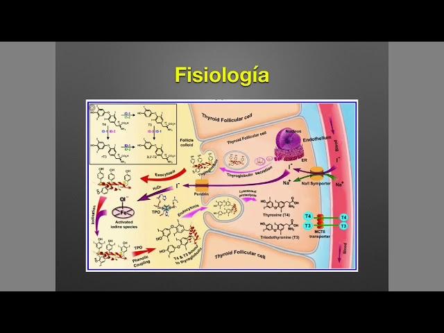 Tiroides: Anatomía y Fisiología