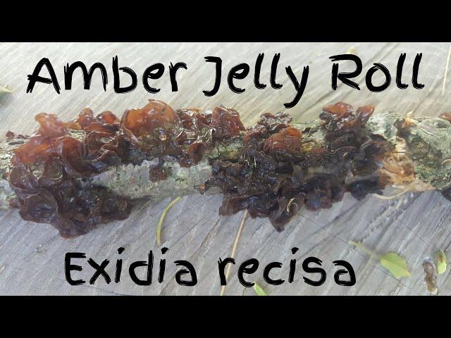 Exidia recisa - Amber Jelly Roll