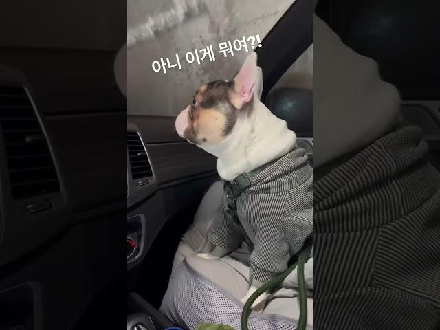 세차가 처음인 망찌 #shorts #프렌치불독 #frenchbulldog