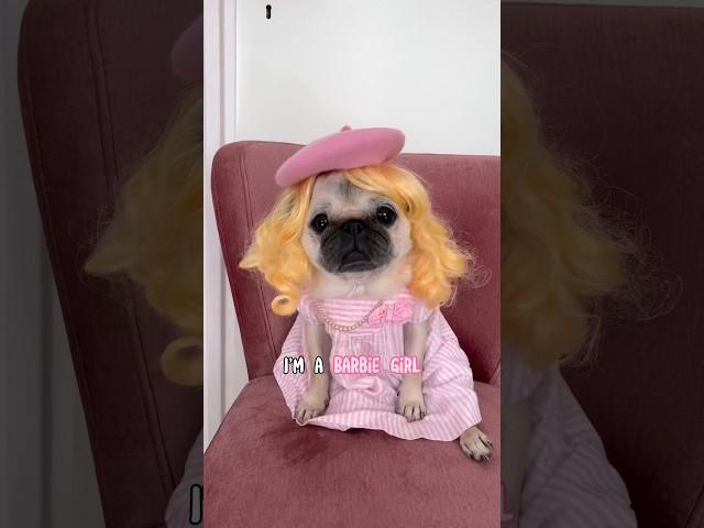 What if Loulou was a WORKING BARBIE? ‍ #pug #dog #barbie