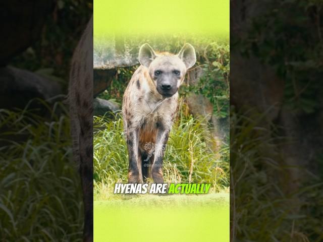 Why Hyenas Are More Than Just Laughs!