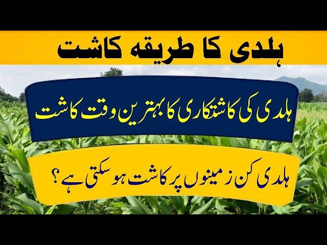 haldi ki kheti kaise karen | turmeric farming in pakistan | haldi cultivation