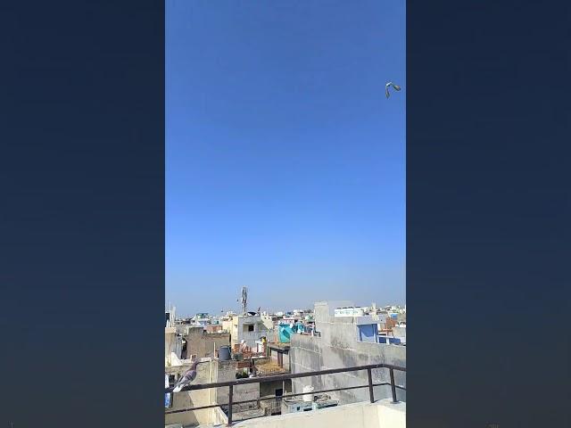 Madrasi kabootar ️ full udaan ke kabootar ️#rohit mathur Birds world #pigeon #trending #shorts