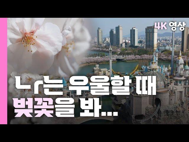 [4k] 여의도, 석촌호수 벚꽃 명소 보여드려요  / YTN