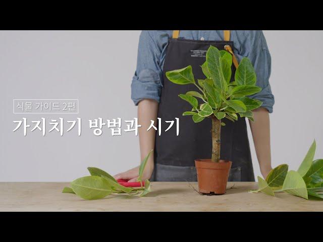 식물 가이드 02. 가지치기 방법과 시기(시리즈그린 with 그루우) #시그식물가이드