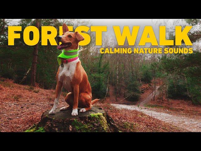 [NO ADS] Dog TV for Dogs  Virtual Dog Walk - Walking in the Forest  Calming Nature Sounds