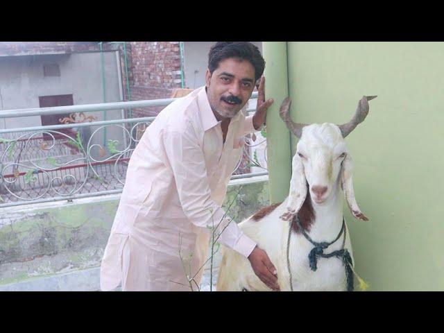 My Bakra Eid Routine 2020 | Eid adha Vlog 2020 | Goat Qurbani | amazing food | Junaid Alam