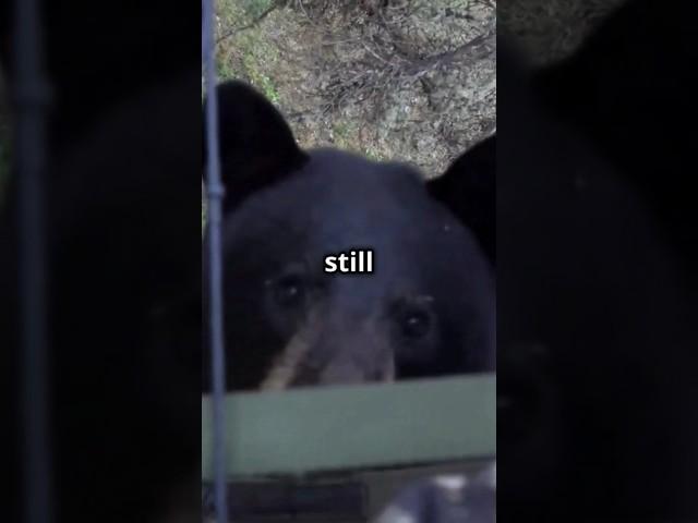 Face-to-Face with a Grizzly: What Would YOU Do? #shorts