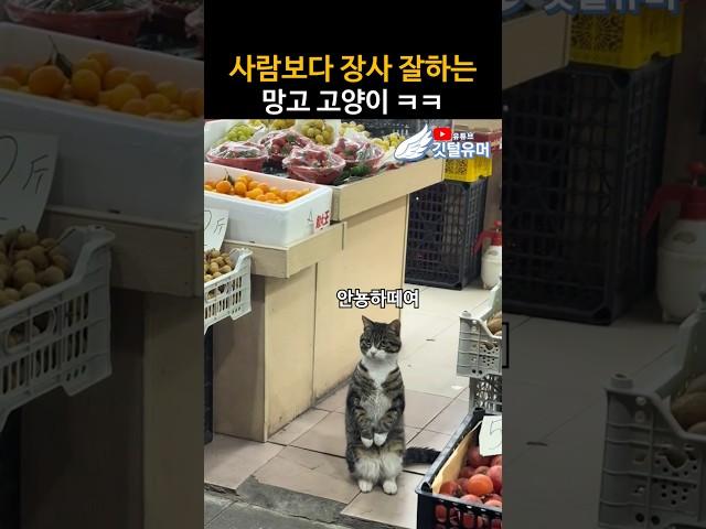 사람보다 장사 잘하는 망고 고양이 ㅋㅋ